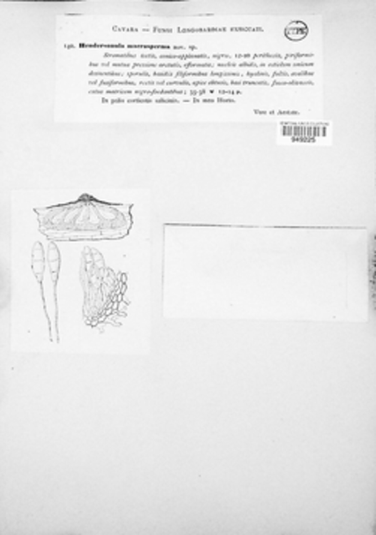 Toxosporiopsis macrosperma image